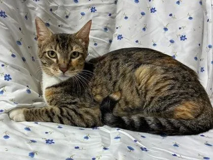 An adult medium-sized female Domestic Medium Hair cat named Rosie for adoption in New Orleans, LA
