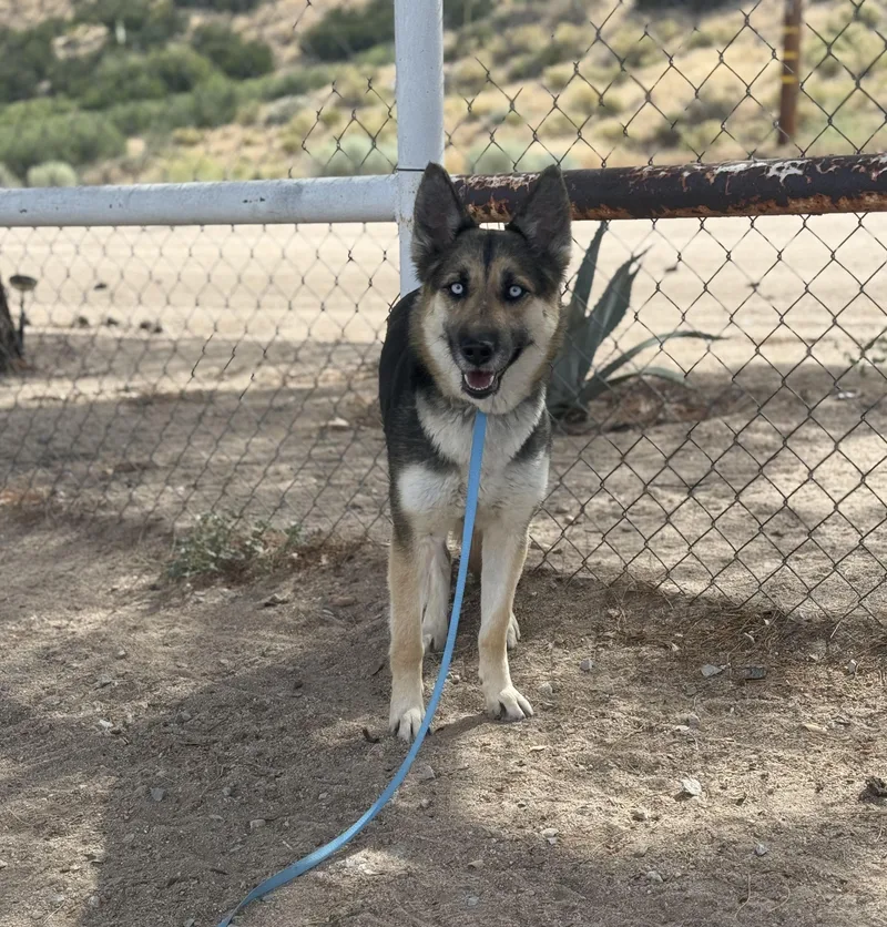 A young medium-sized female German Shepherd Dog dog named Verona for adoption in Jefferson City, MO
