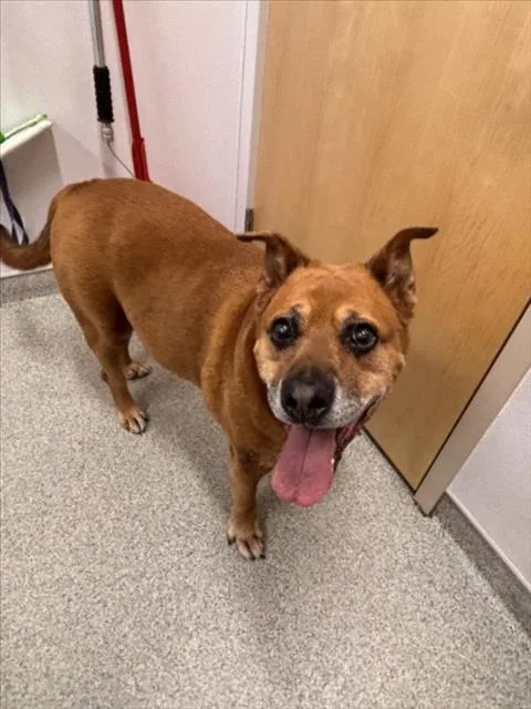 A senior medium-sized male Pit Bull Terrier dog named Sarge for adoption in Loveland, CO
