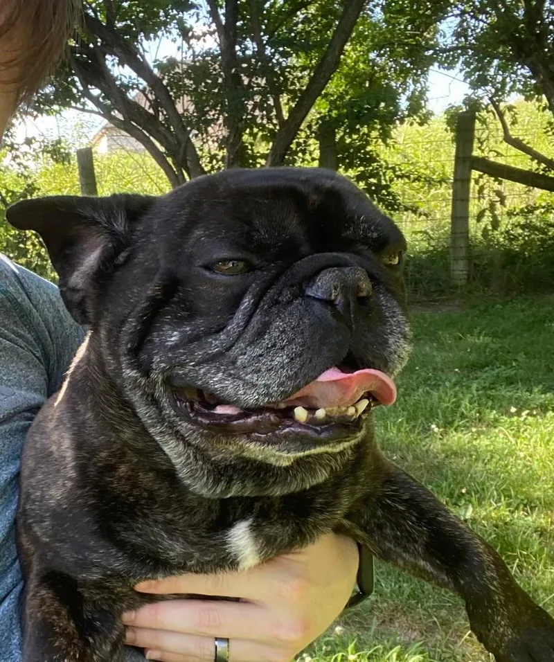 A young medium-sized male Brindle French Bulldog dog named Kermit for adoption in Jackson, TN