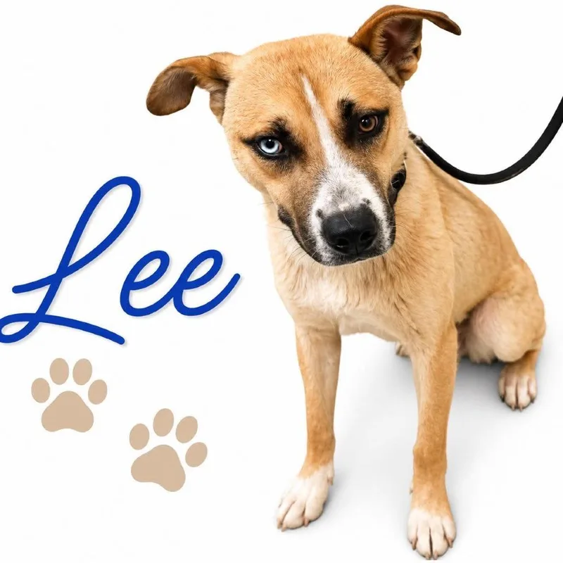 An adult medium-sized male Yellow / Tan / Blond / Fawn Mixed Breed dog named Lee for adoption in Memphis, TN