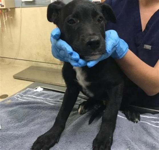 A baby small-sized male Shepherd dog named A for adoption in Riverside, CA