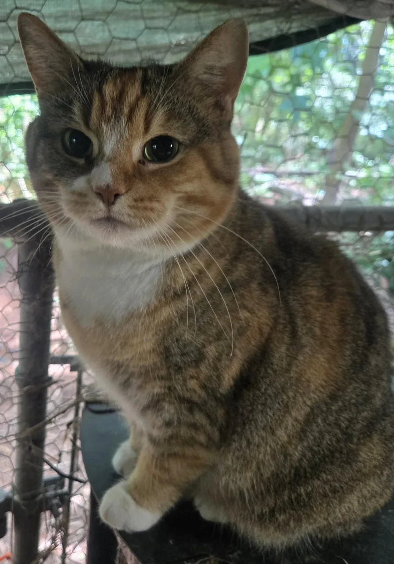 An adult medium-sized female Domestic Short Hair cat named Savanna for adoption in Ocean Pines, MD