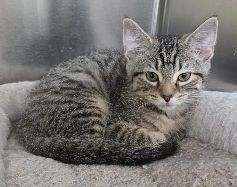 A baby medium-sized female Tabby (Brown / Chocolate) Domestic Short Hair cat named Stella Shewman for adoption in Stowe, PA
