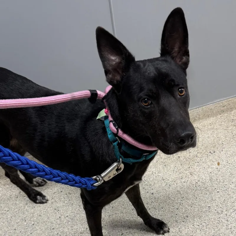 An adult large-sized female Black Mixed Breed dog named Lil Debbie for adoption in Jacksonville, FL