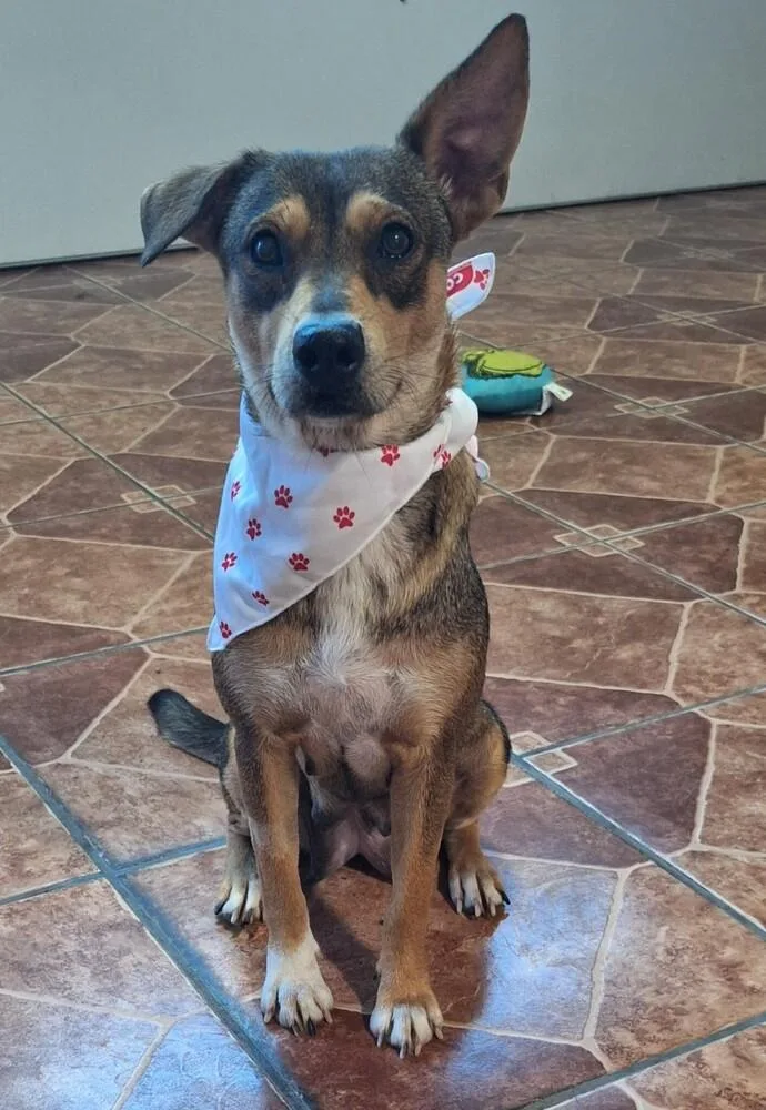 An adult small-sized female Tricolor (Brown, Black, & White) Labrador Retriever dog named Mother for adoption in North Reading, MA