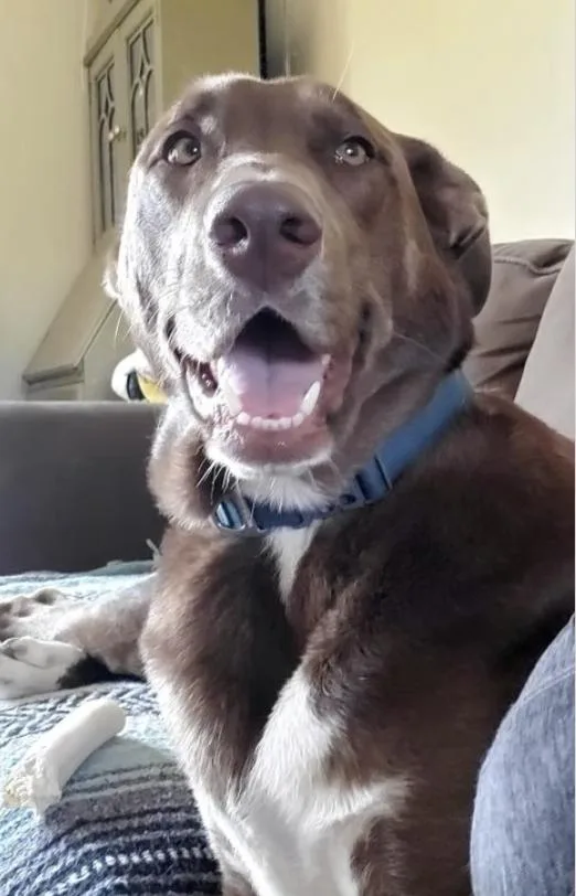 An adult large-sized male Brown / Chocolate Shepherd dog named Loki for adoption in Pleasant Valley, NY