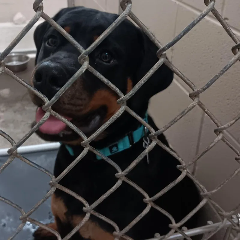 An adult large-sized male Black Mixed Breed dog named Gordon for adoption in Auburn, AL