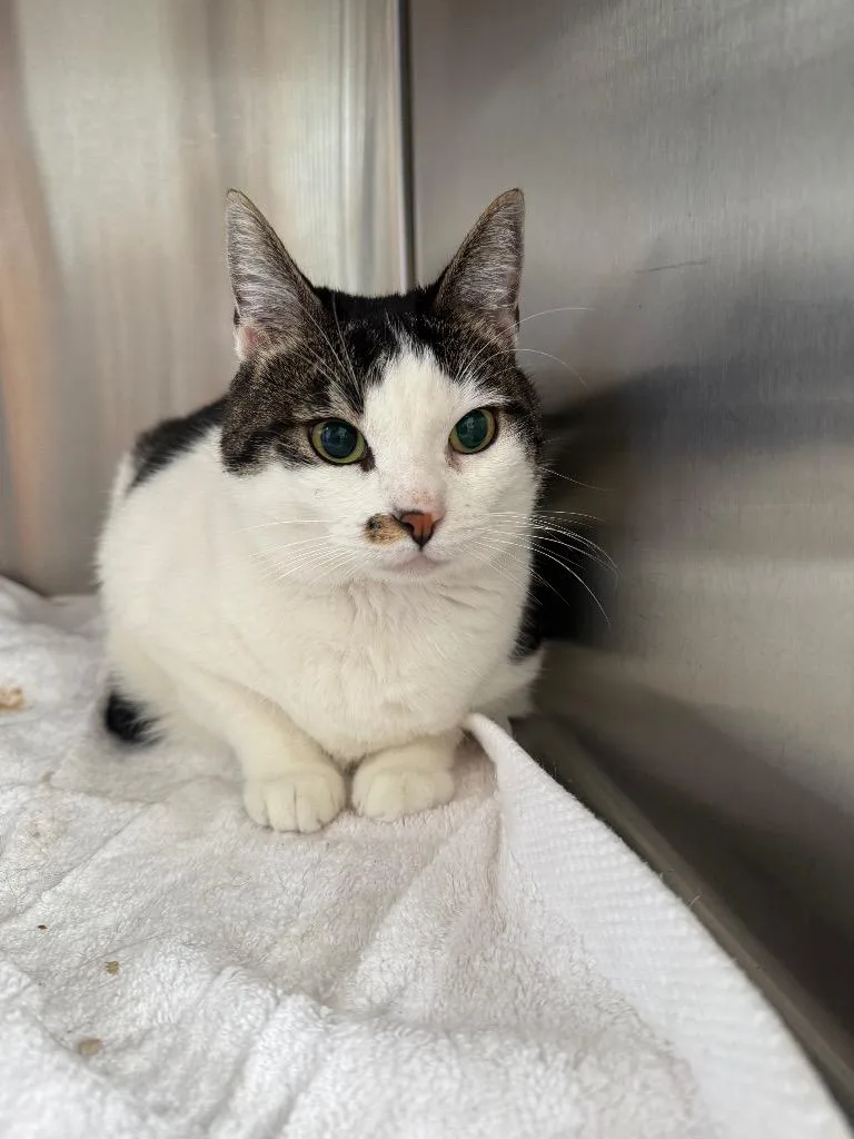 An adult small-sized female Domestic Short Hair cat named Lucy for adoption in Thousand Oaks, CA