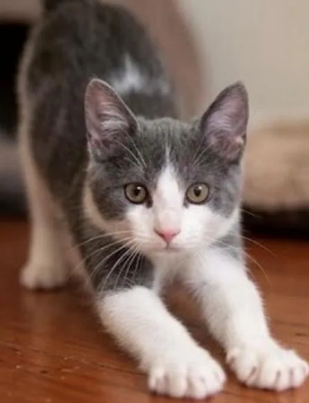 A baby medium-sized male Domestic Short Hair cat named Bono for adoption in Davis, CA