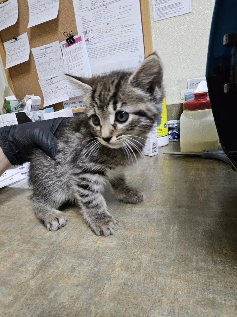 Saturday Icc thumbnail 2