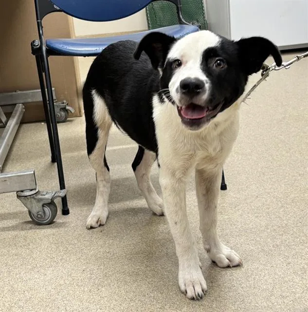 A baby medium-sized male Labrador Retriever dog named Oreo for adoption in Grand Prairie, TX
