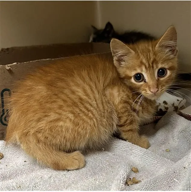 A baby small-sized male Domestic Short Hair cat named Rust for adoption in Lincolnton, NC