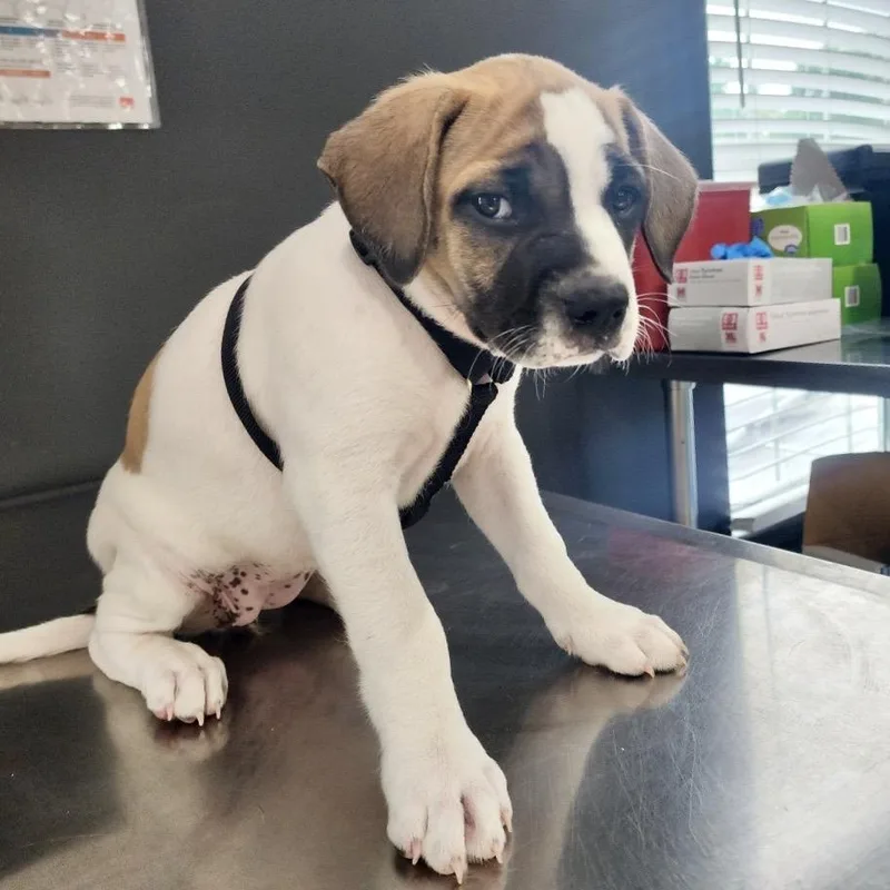 A baby medium-sized female White / Cream Boxer dog named Miss Nooby for adoption in Livingston, TX