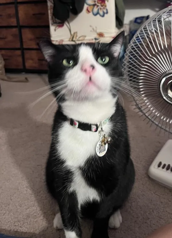An adult medium-sized male Domestic Short Hair cat named Loaf for adoption in San Diego, CA