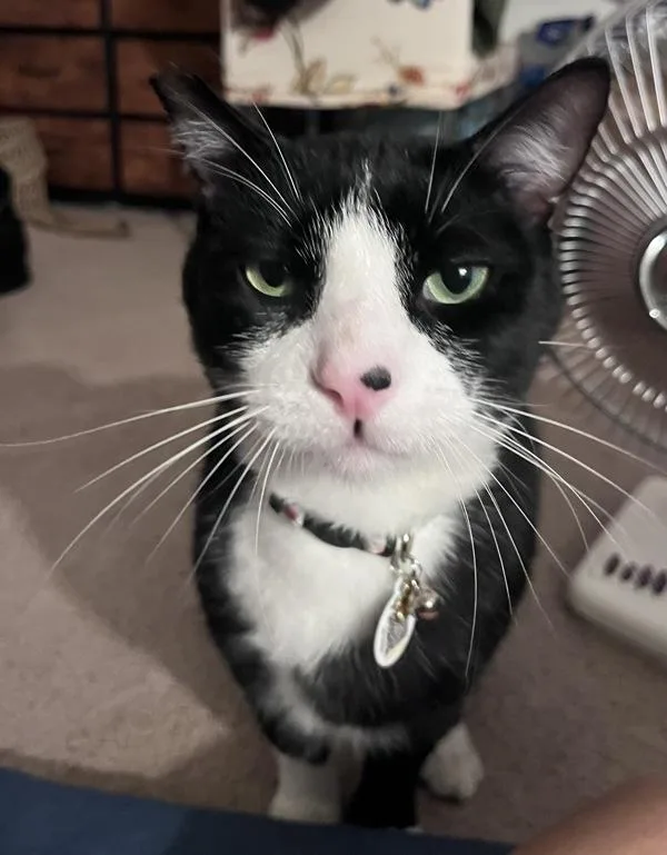Loaf thumbnail 4