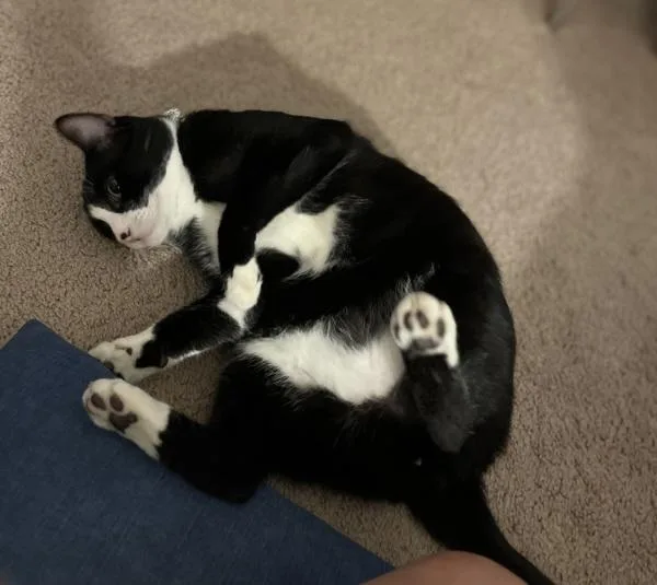 Loaf thumbnail 6