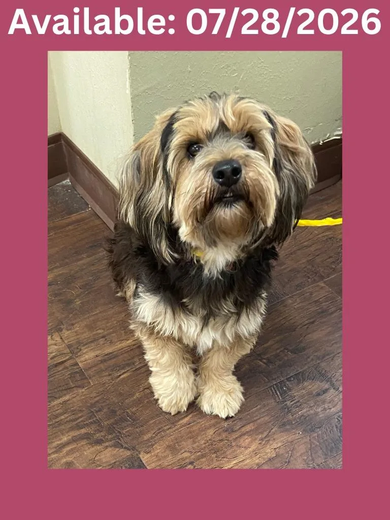 A young medium-sized female Shih Tzu dog named Dog Kennel  Pebbles for adoption in Greenville, TX