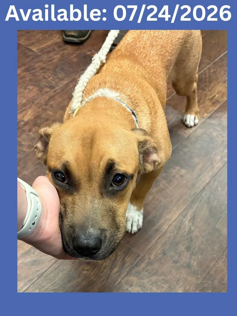A baby medium-sized male Pit Bull Terrier dog named Dog Kennel for adoption in Greenville, TX