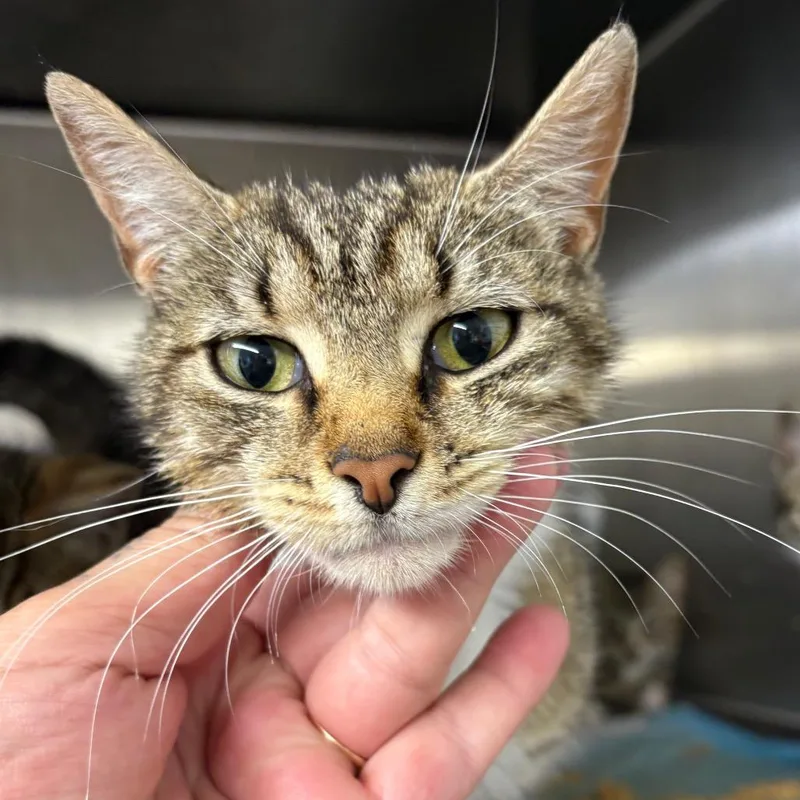 An adult medium-sized female Brown / Chocolate Domestic Short Hair cat named Victory for adoption in Pennsville, NJ