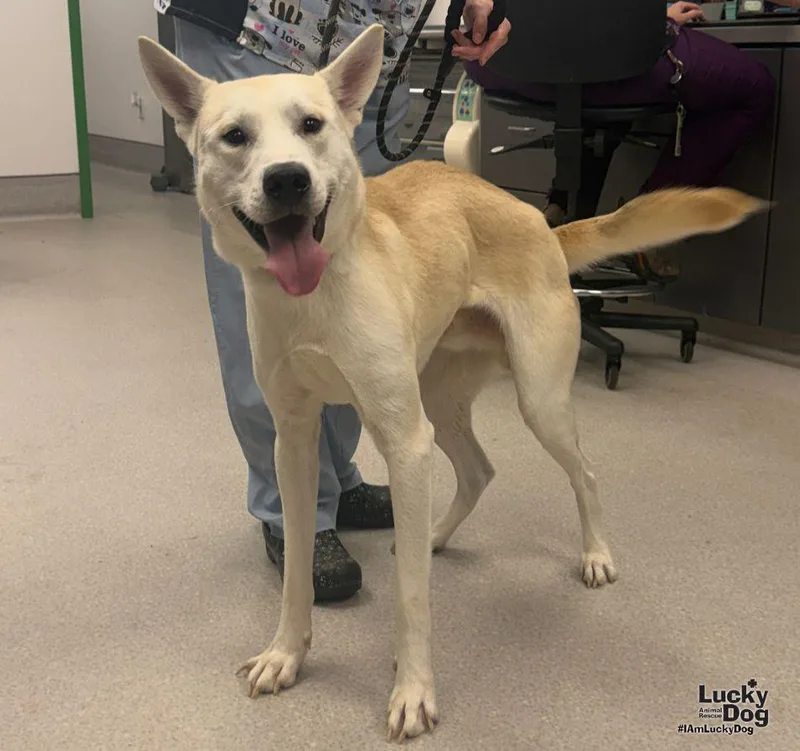A young medium-sized male Husky dog named Alex for adoption in Washington, DC