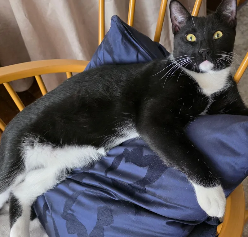 A young medium-sized male Black & White / Tuxedo Domestic Short Hair cat named Tom for adoption in New York, NY