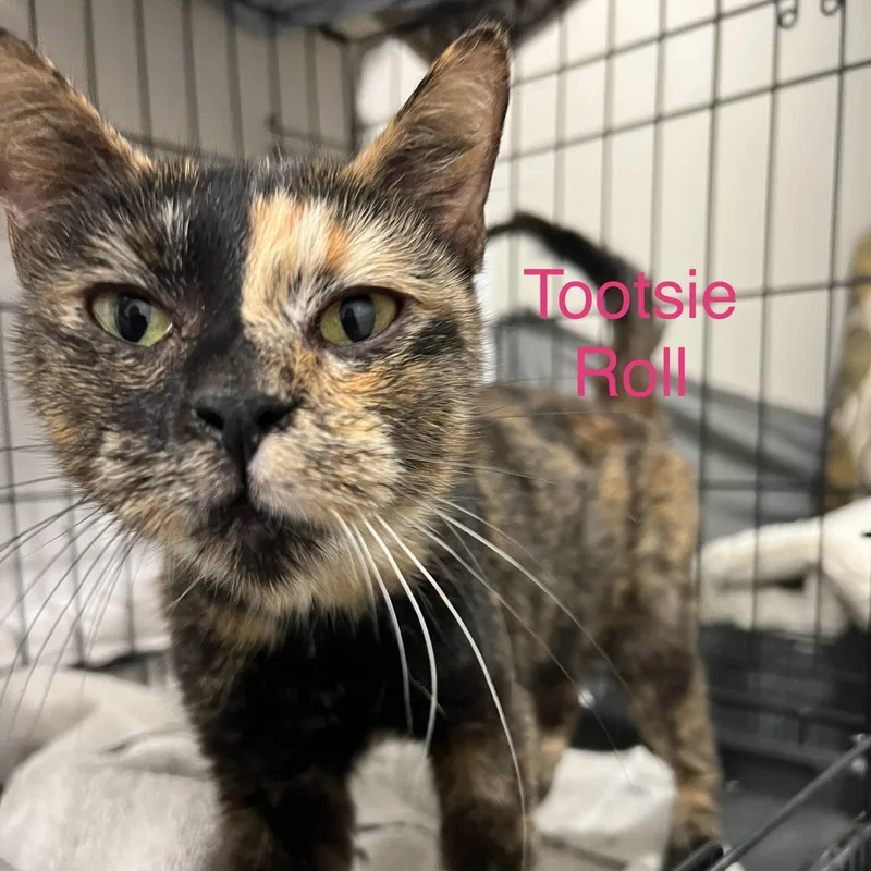 An adult small-sized female Tortoiseshell Domestic Short Hair cat named Tootsie roll for adoption in Davisburg, MI