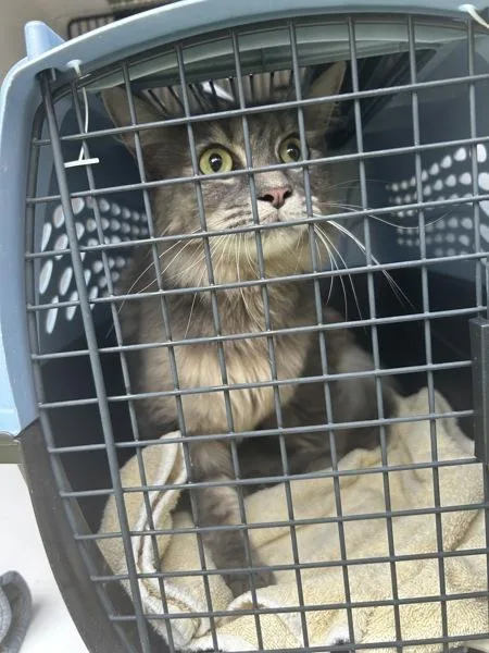 An adult medium-sized female Domestic Long Hair cat named Posie for adoption in Virginia Beach, VA
