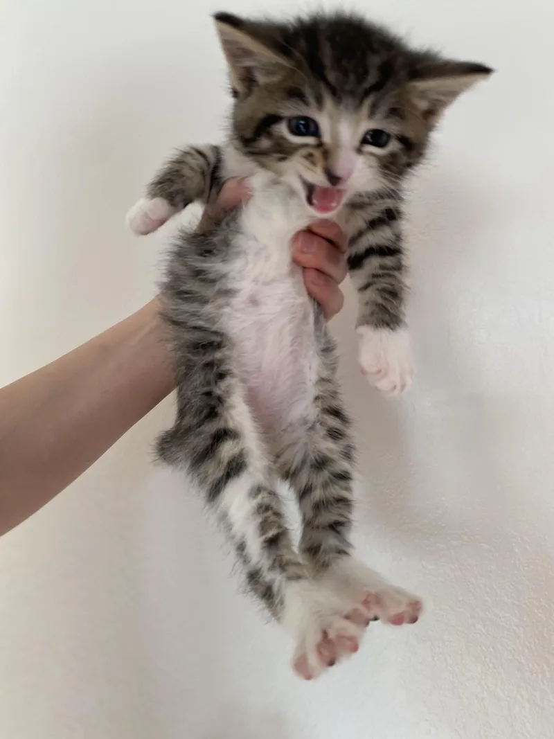 A young small-sized male Domestic Short Hair cat named Squeebert for adoption in Crookston, MN