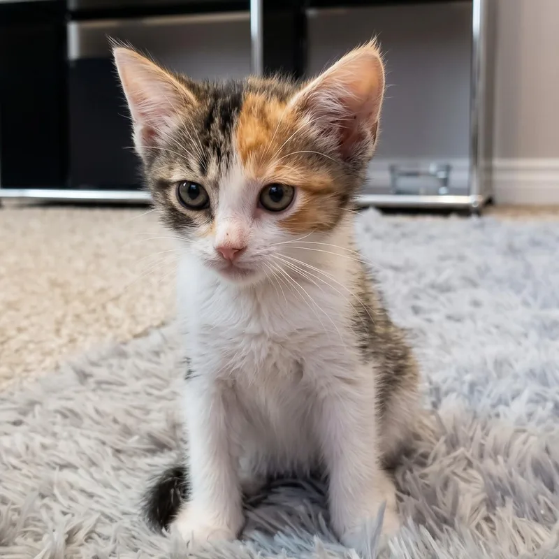 A baby medium-sized female Calico Domestic Short Hair cat named Fiorella for adoption in Allen, TX