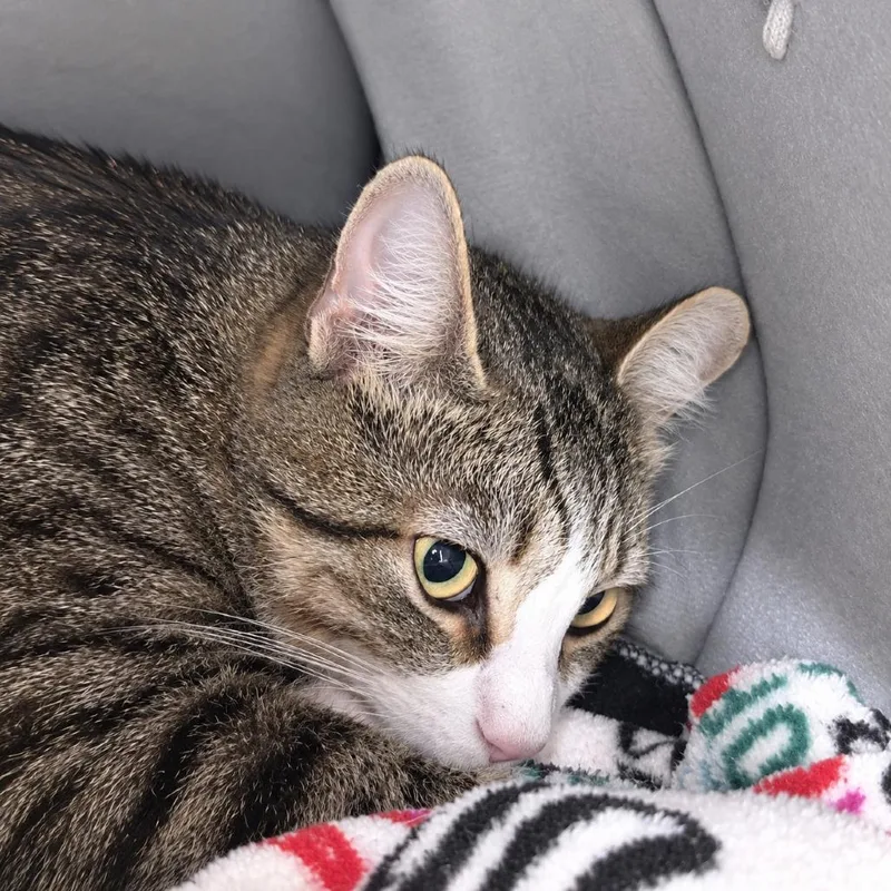 An adult large-sized male Domestic Short Hair cat named Harloff for adoption in East Smithfield , PA