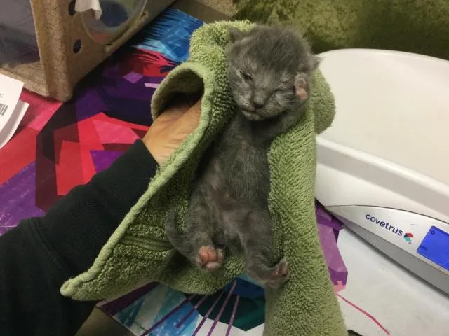 A young small-sized female Domestic Medium Hair cat named Royal P. for adoption in Riverside, CA