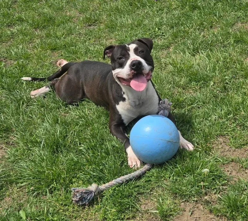 An adult medium-sized male Black Pit Bull Terrier dog named Macho for adoption in Saint Charles, MO