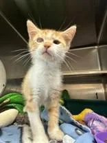 A young medium-sized male Tabby (Orange / Red) Domestic Short Hair cat named Orange Dream for adoption in Manitowoc, WI