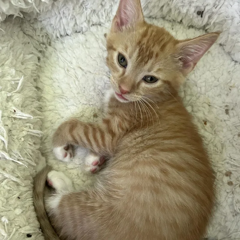 A baby small-sized male Orange / Red American Shorthair cat named Carrot for adoption in Huntsville, AL