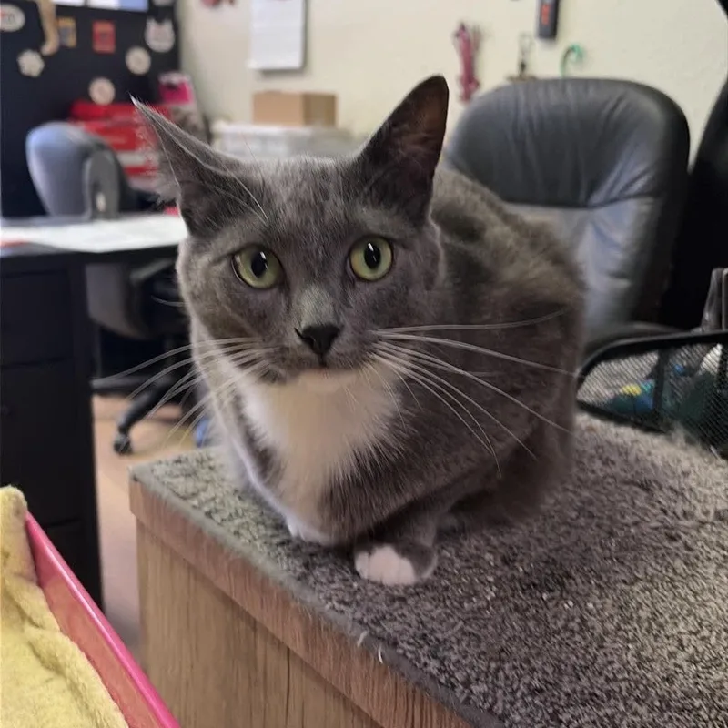 An adult large-sized female Gray & White Domestic Short Hair cat named China for adoption in Antioch, CA