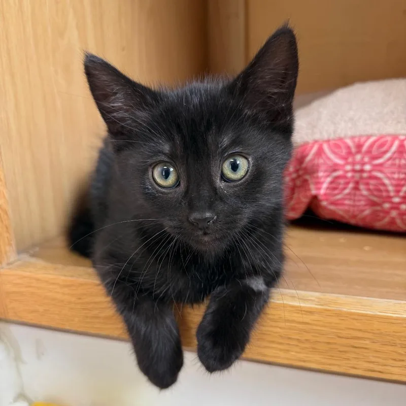 A baby medium-sized male Black Domestic Short Hair cat named Matterhorn for adoption in Fenton, MI