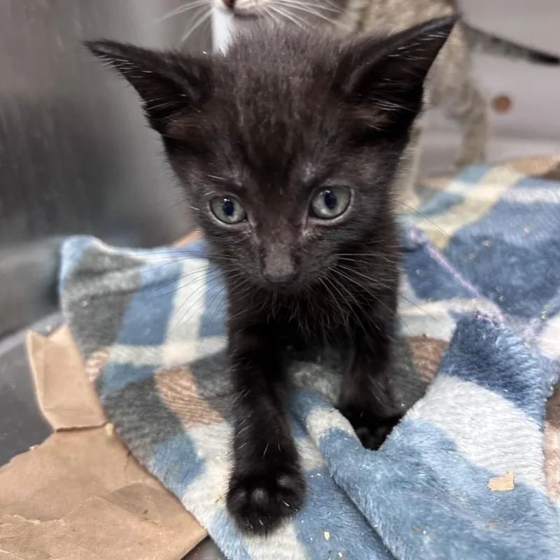 A baby small-sized male Black Domestic Short Hair cat named John for adoption in Bastrop, TX