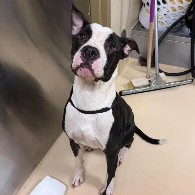 A young large-sized male Black Mixed Breed dog named Gold for adoption in Winston-Salem, NC