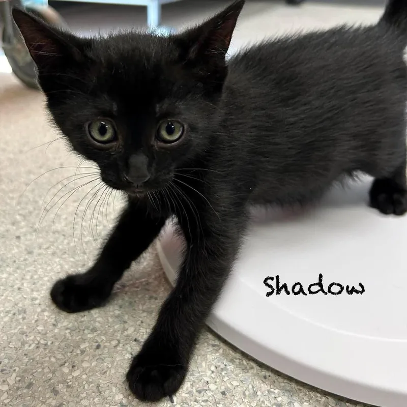 A baby small-sized female Black Domestic Short Hair cat named Shadow for adoption in Hannibal, MO