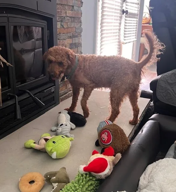 An adult small-sized male Brown / Chocolate Labrador Retriever dog named Franklin for adoption in Milton, GA