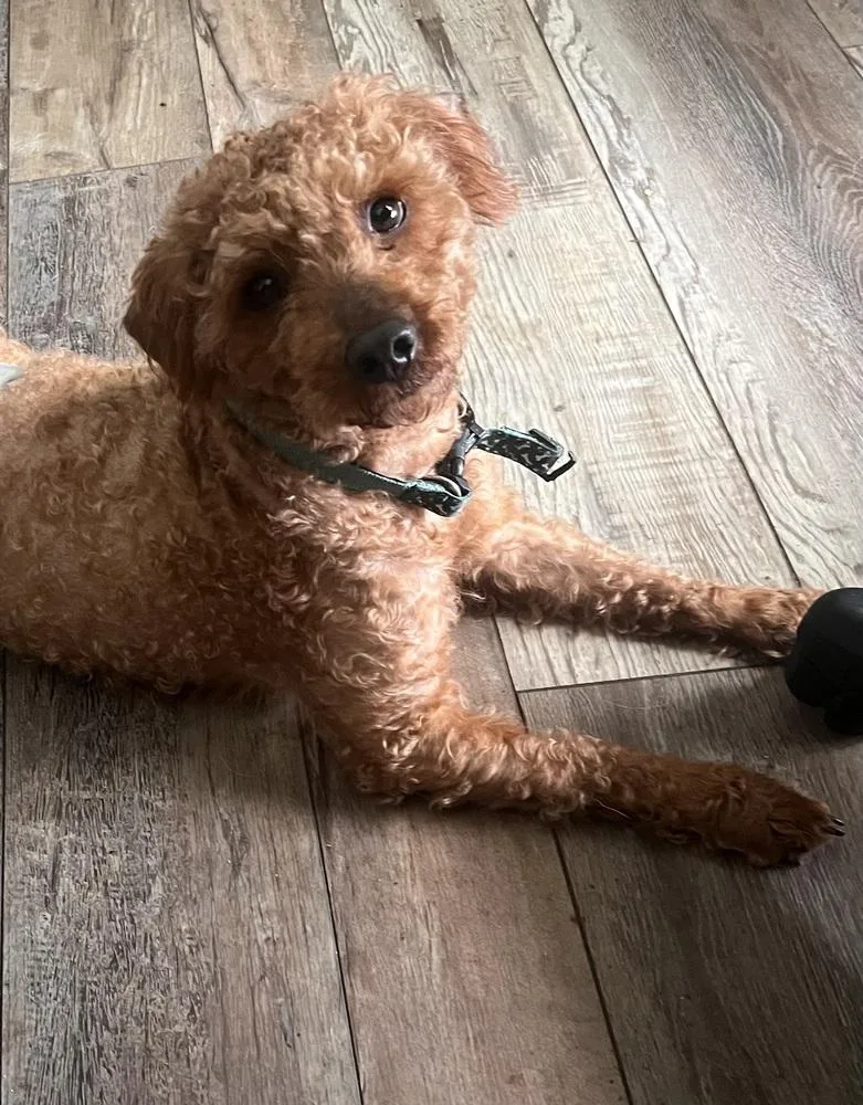 Franklin thumbnail 2