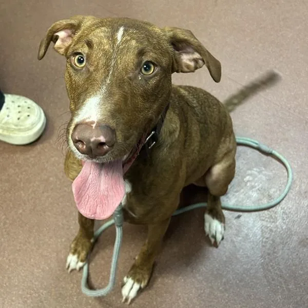 A young medium-sized female Hound dog named Frogger for adoption in Dublin, CA
