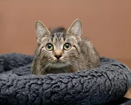 An adult small-sized female Domestic Short Hair cat named Darla for adoption in Parma, OH