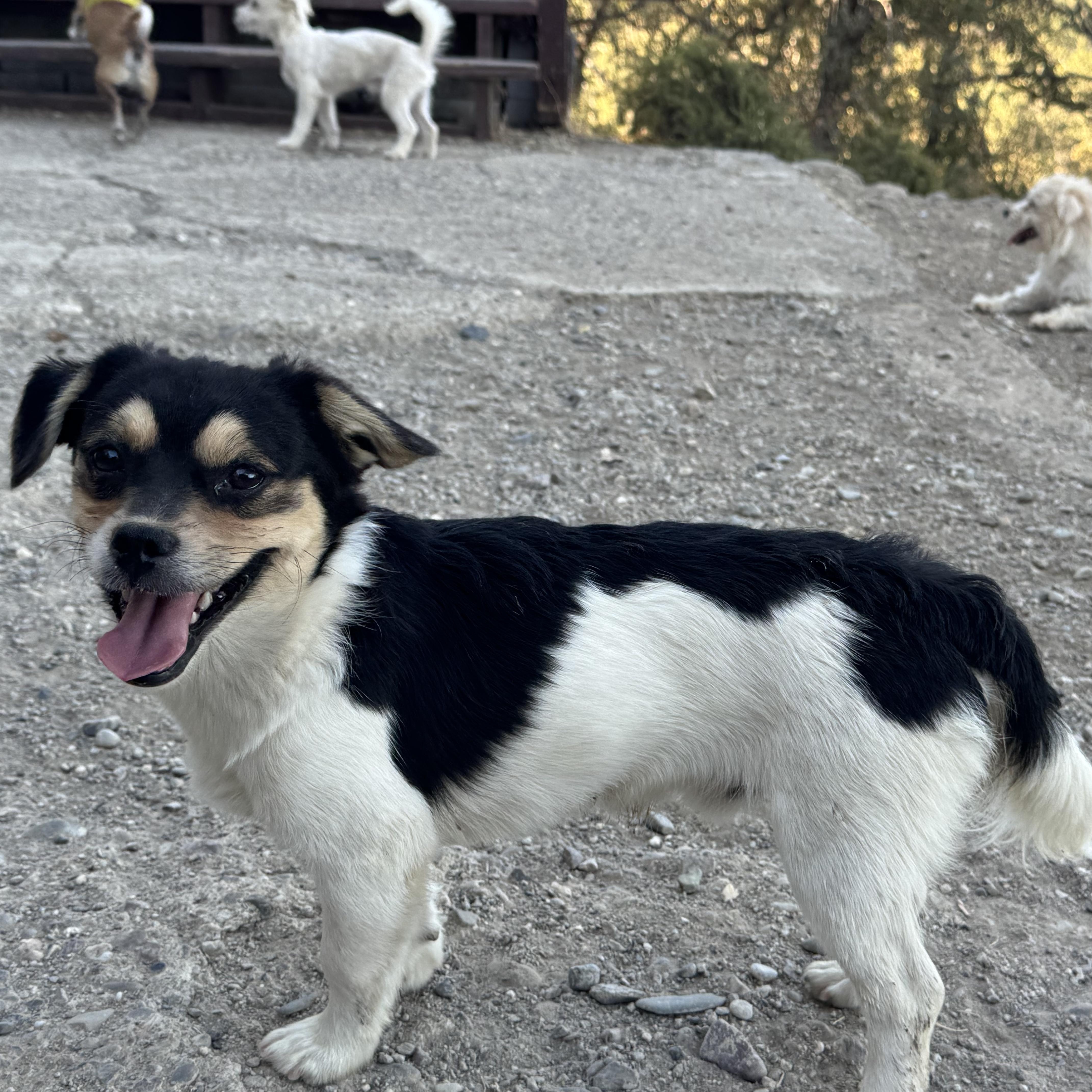 A baby small-sized male Black Jack Russell Terrier dog named Mr. Happy Captain Underbite for adoption in Ridgefield, WA