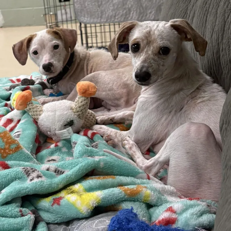 A young medium-sized male Mixed Breed dog named Fishbone for adoption in State College, PA