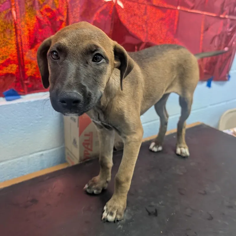 A baby small-sized female Brown / Chocolate Shepherd dog named Caramel for adoption in Amarillo, TX