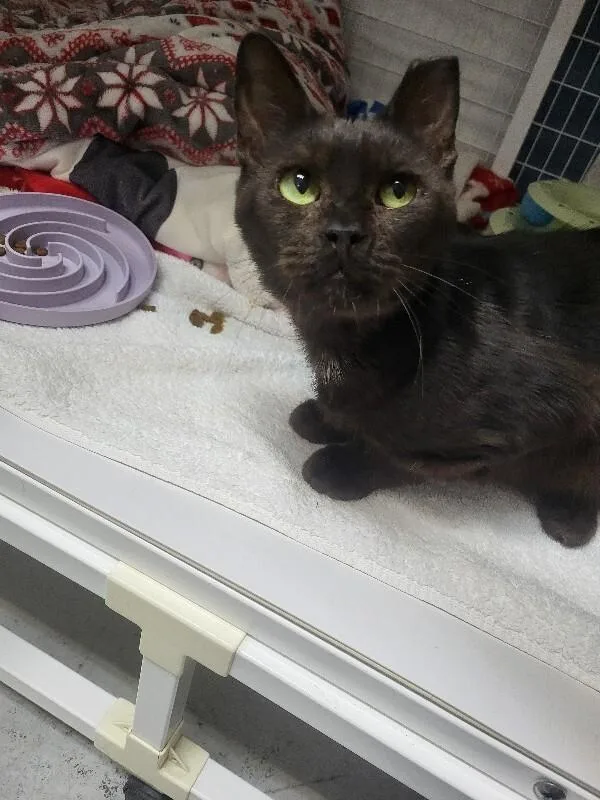 An adult medium-sized male Domestic Short Hair cat named Sully for adoption in Diamond Springs, CA
