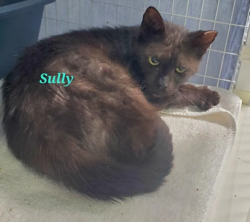 Sully thumbnail 4