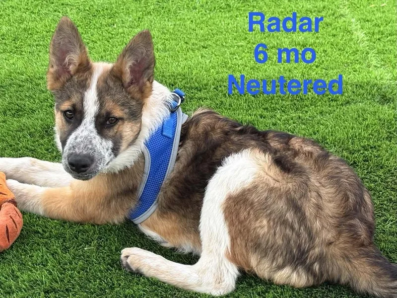 A young medium-sized male Shepherd dog named Radar for adoption in Evergreen, CO